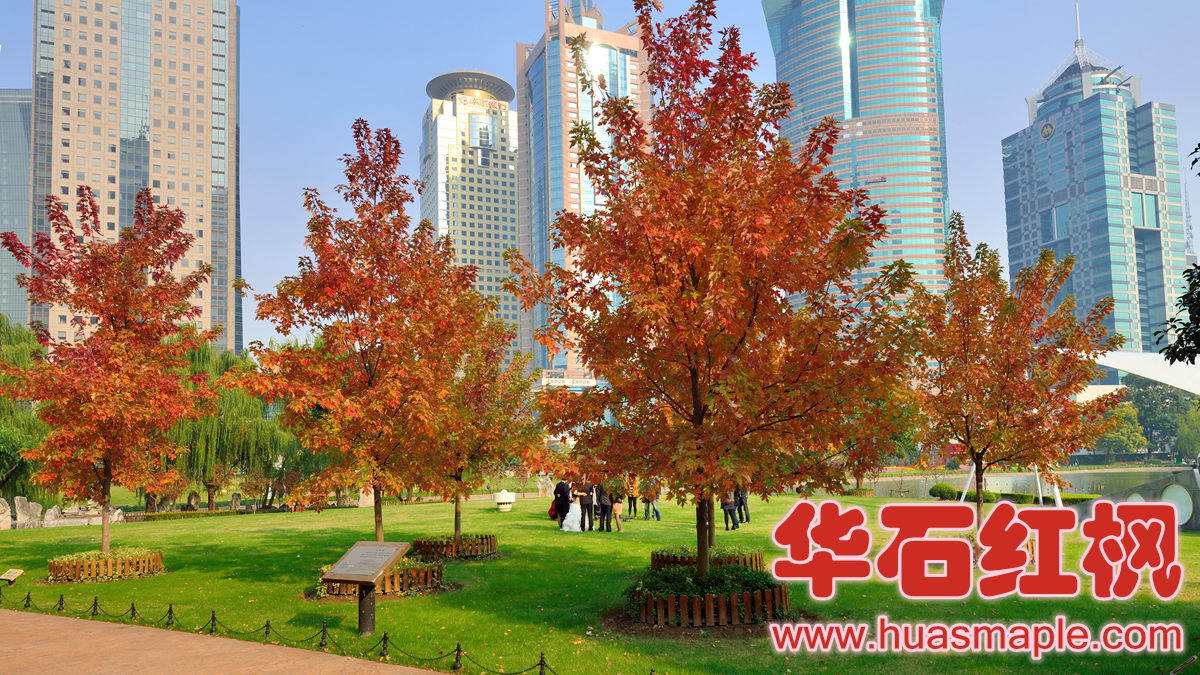 上海中央绿地的红枫。