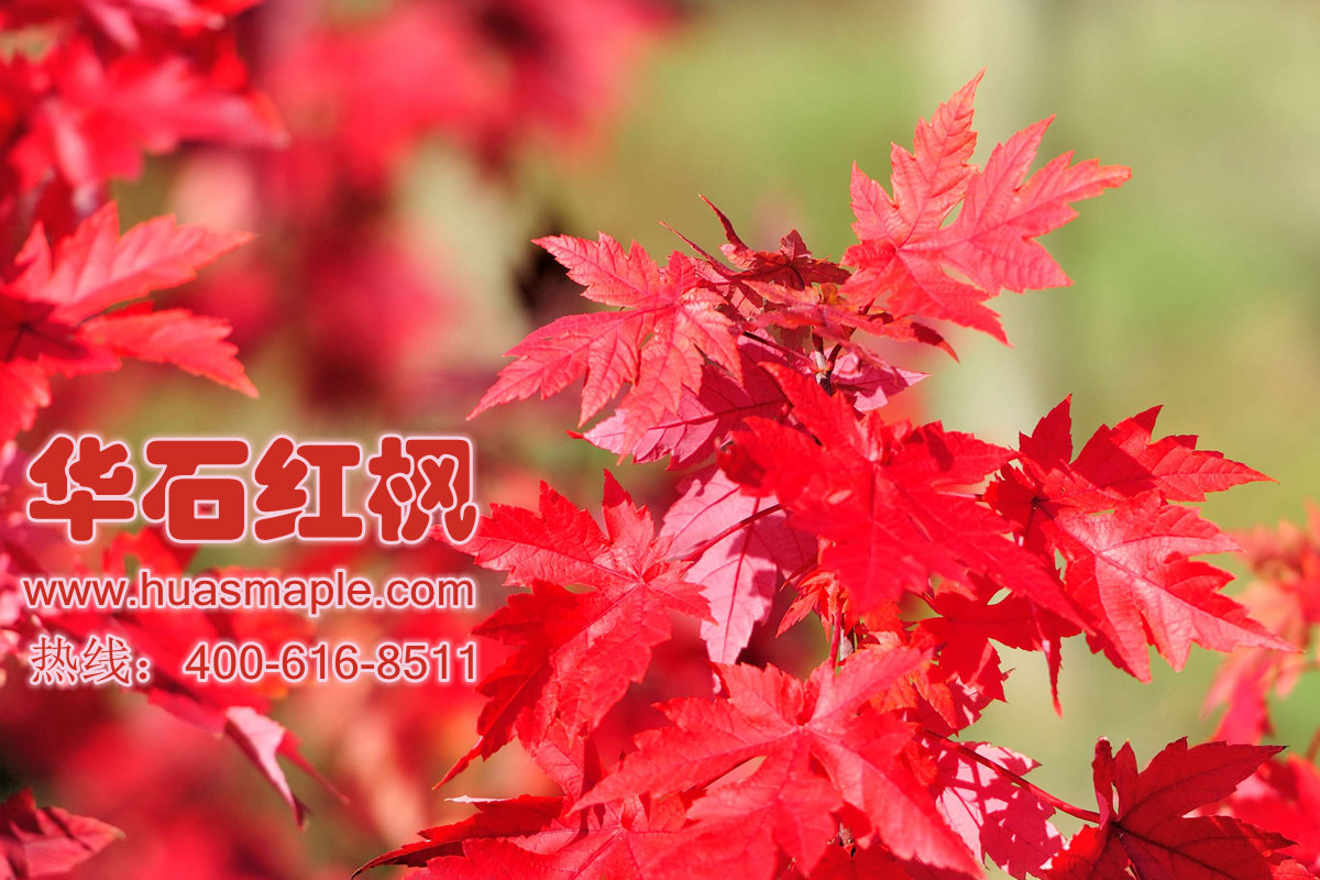 美国红枫的秋色红叶
