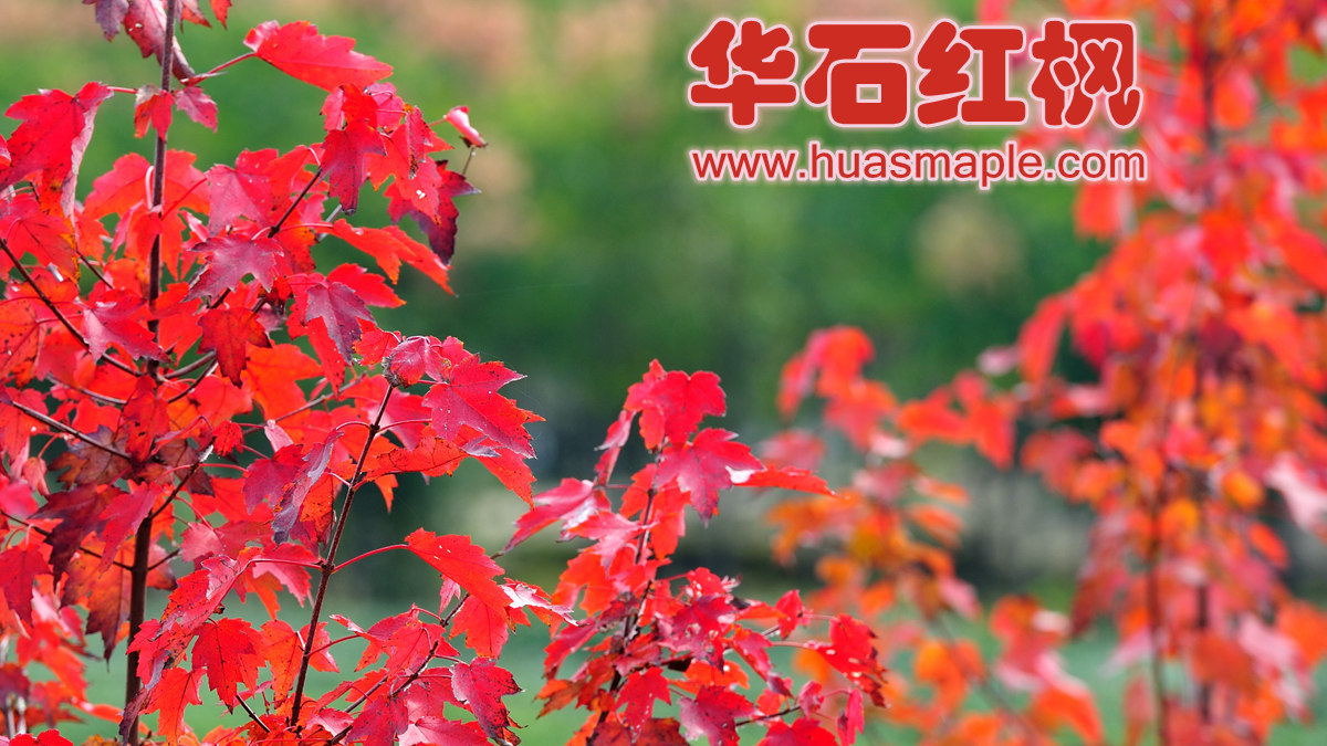 美国红枫的秋色红叶