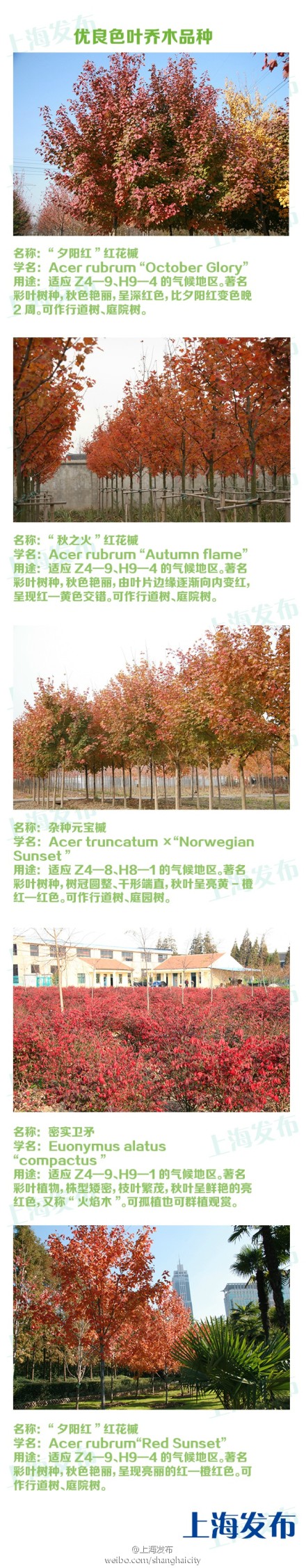 上海市将推广“色叶乔木”红花槭、火焰卫矛等