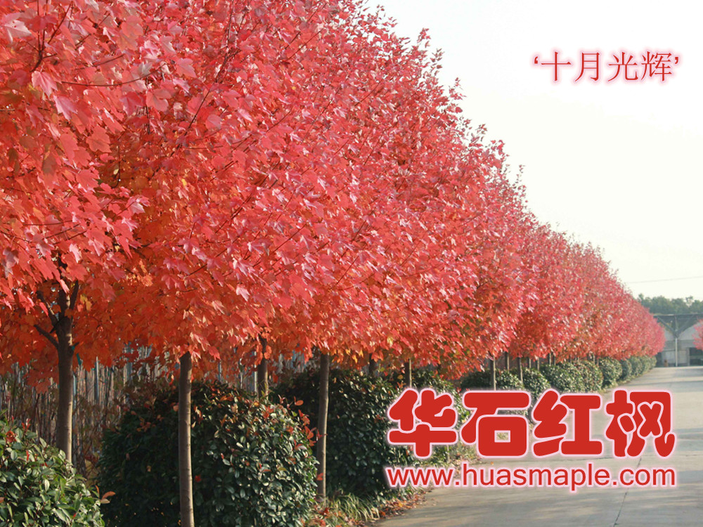 上海的美国红枫行道树