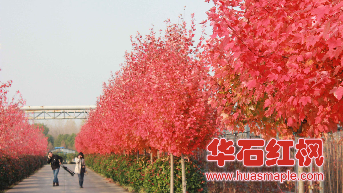 美国红枫十月光辉在上海的变色情况