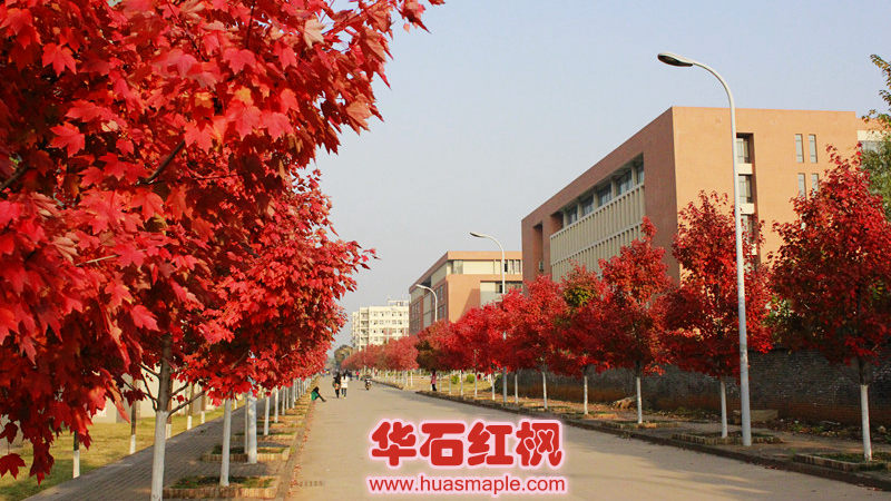 武汉市行道树美国红枫十月光辉