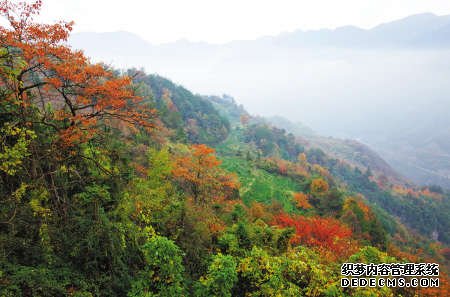 每到11月，鄞州章水镇的四明山中，秋叶斑斓。