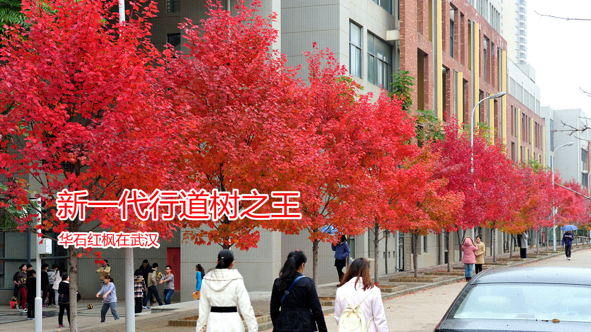 新一代行道树之王：华石红枫在武汉