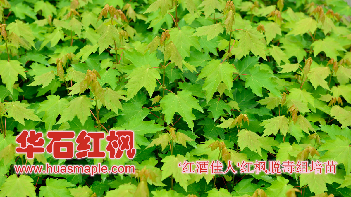 华石美国红枫（红花槭）‘红酒佳人’品种