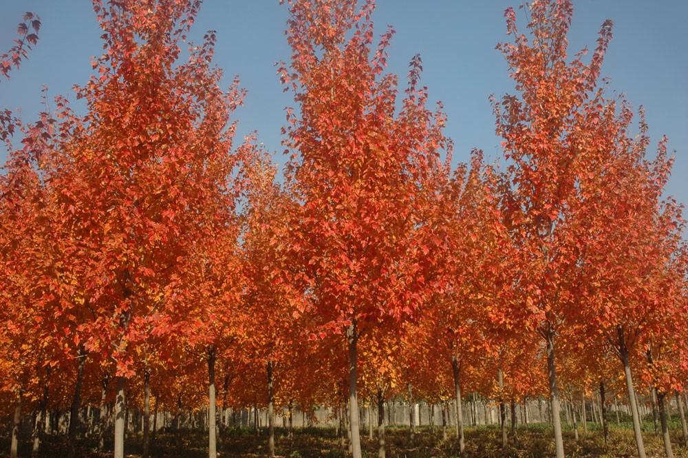 红花槭(北美红枫)表现最佳的夕阳红品种在上海本圃的秋色景观