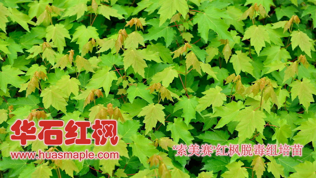华石美国红枫（红花槭）‘索美赛’品种