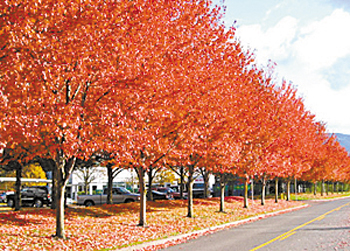 美国改良红枫装点的街道。