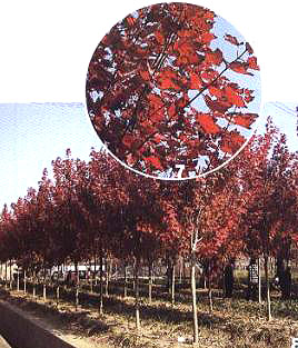 7、8‘十月红’红花槭