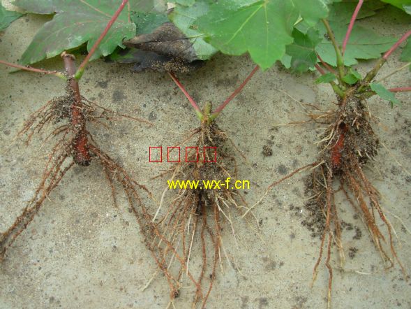 美国红枫扦插苗的根全部是侧根，向四周沿地表放射状伸展