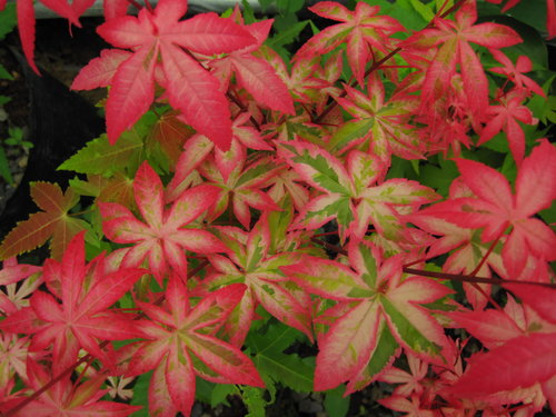 华石红枫日本红枫-华石红枫科技有限公司